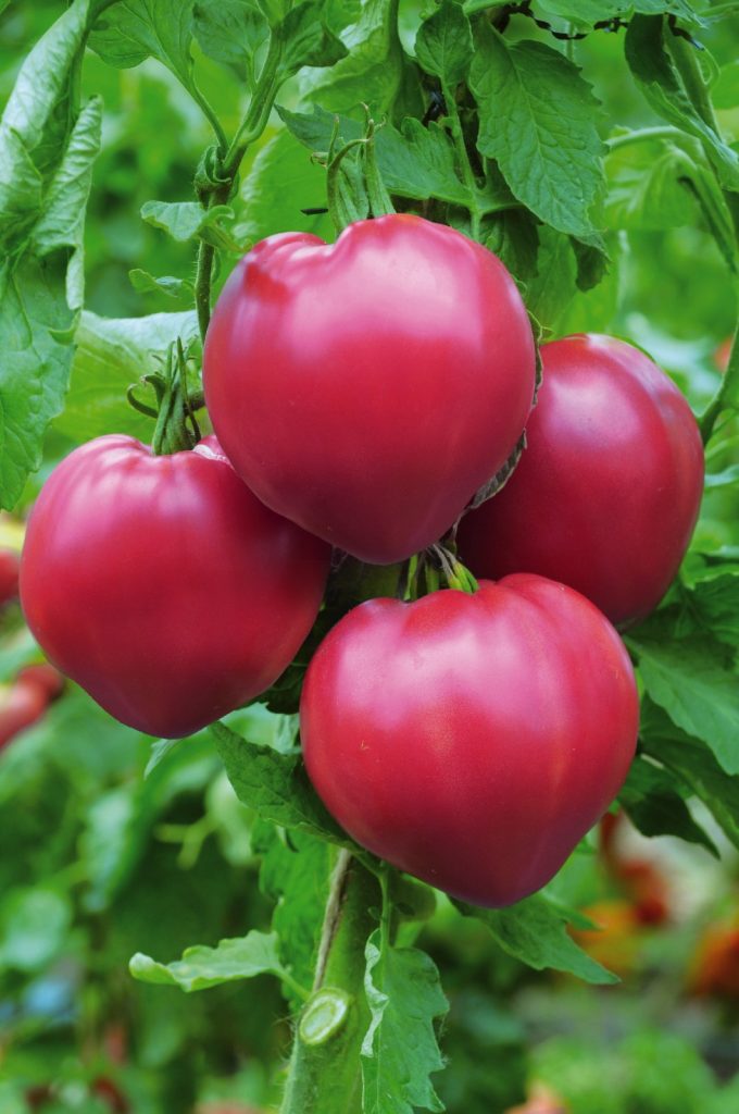 Бизон сахарный