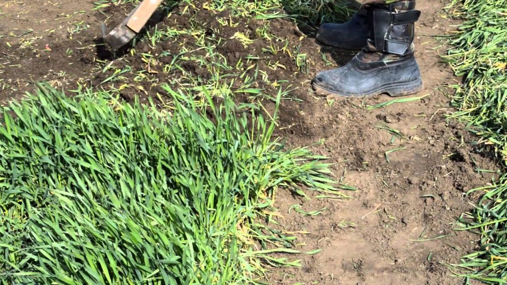 Рожь является одним из самых популярных сидератов