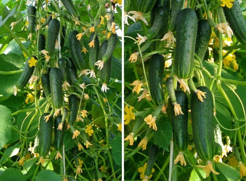 Партенокарпические гибриды не нуждаются в опылении