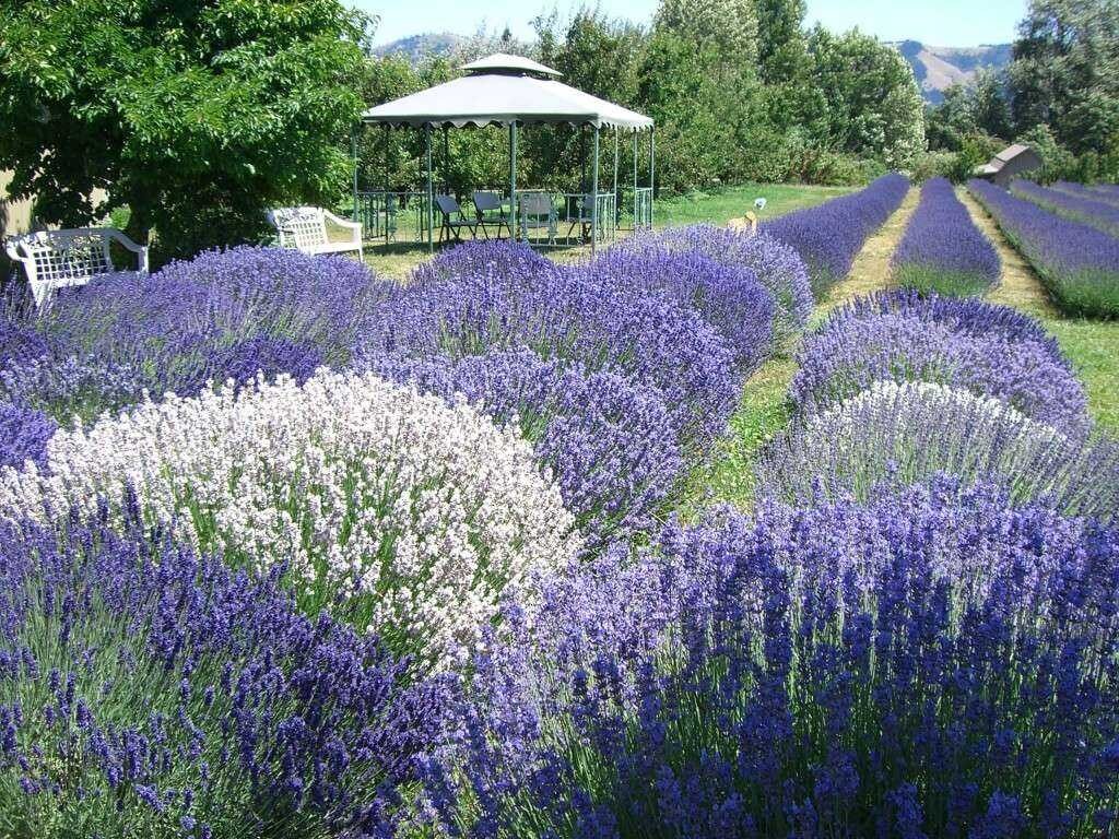 Лаванда в ландшафтном дизайне: наиболее распространенные образы оформления на даче | (50+ Фото & Видео) +Отзывы Лаванда в ландшафтном дизайне: наиболее распространенные образы оформления на даче | (50+ Фото & Видео) +Отзывы