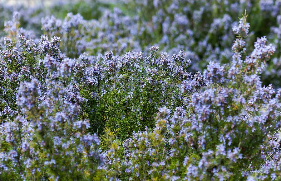 Так выглядят ухоженные кустики розмарина, когда он цветет