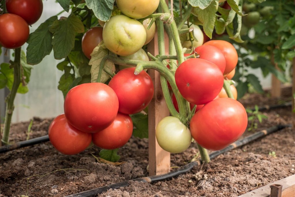 Роза ветров