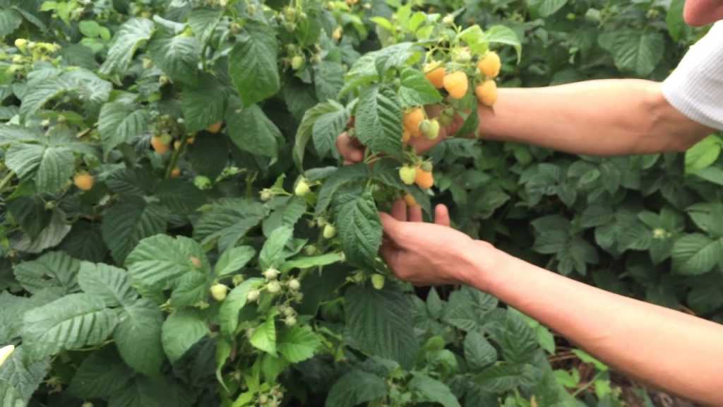 Зюгана жёлтая