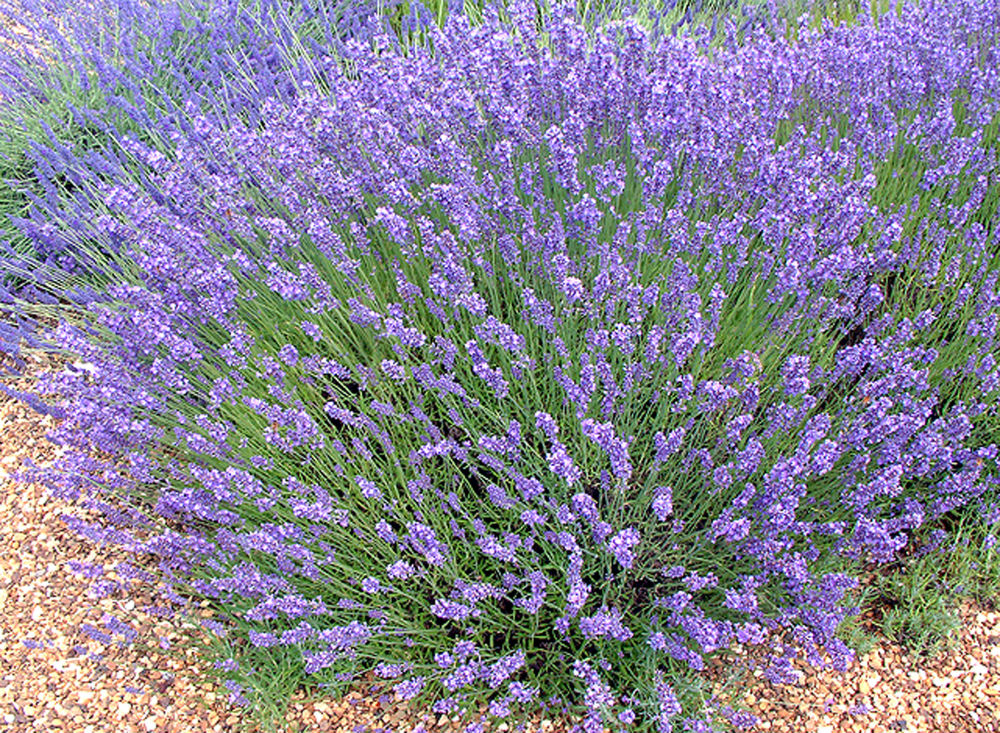Английская узколистная лаванда