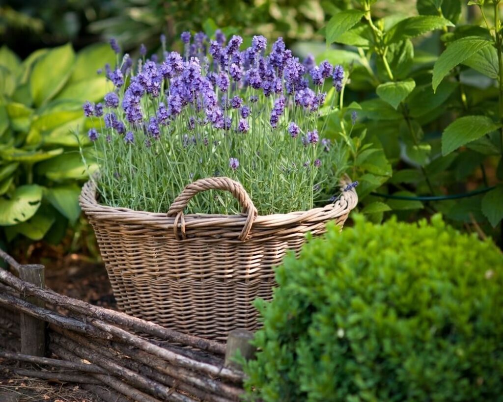 Лаванда в ландшафтном дизайне: наиболее распространенные образы оформления на даче | (50+ Фото & Видео) +Отзывы Лаванда в ландшафтном дизайне: наиболее распространенные образы оформления на даче | (50+ Фото & Видео) +Отзывы