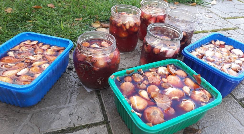 Дезинфекция луковиц накануне посадки