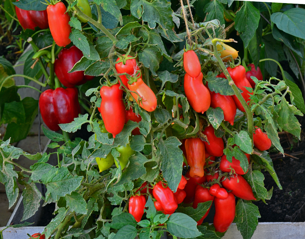 Веселый гном