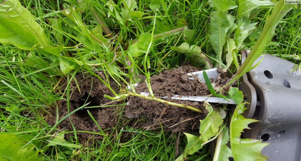 С помощью корнеудалителя извлекают каждый отдельный экземпляр сорняка