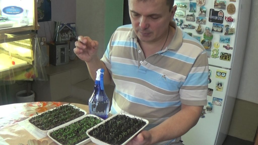 Индивидуальный подход к поливу цветочной рассады разного возраста