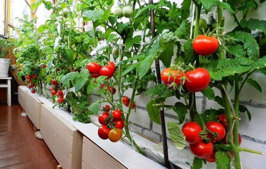 Ампельные томаты, выращиваемые на балконе