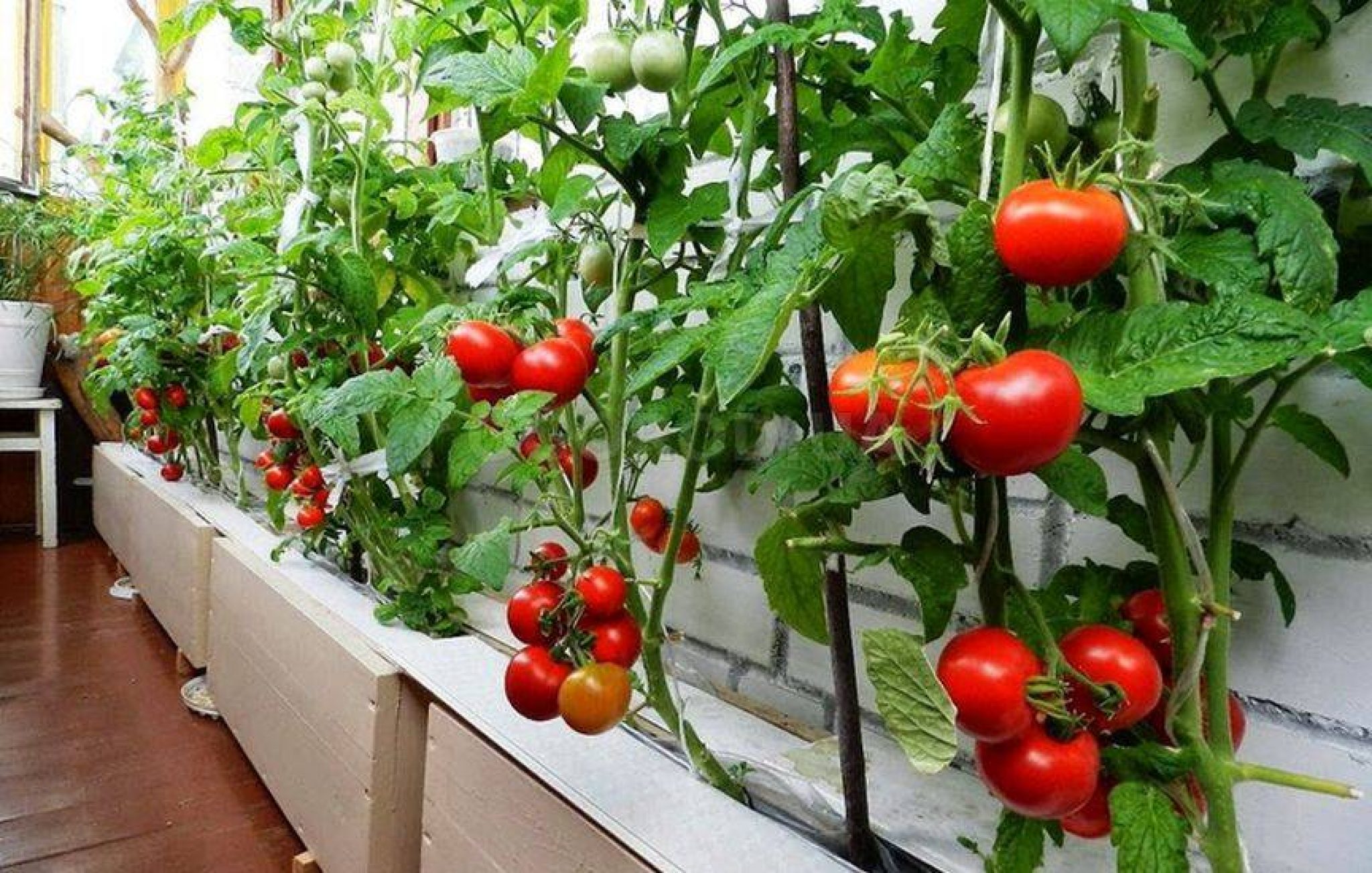 Как правильно вырастить помидоры на подоконнике. Томат балконный красный f1. Томат ампельный балконный. Томат балконное чудо. Ампельные сорта томатов для балкона.