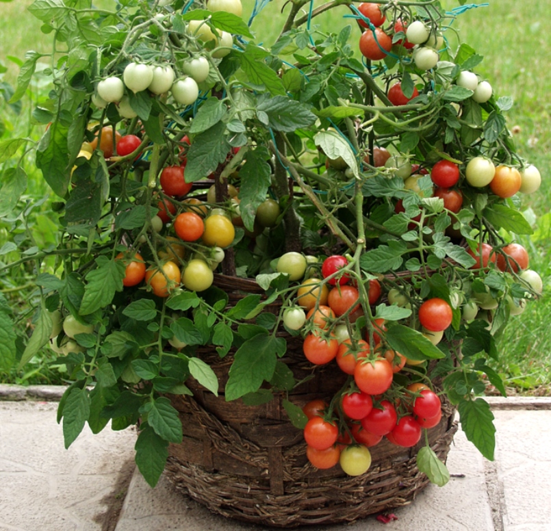 В качестве тары для ампельных помидор можно использовать декоративные горшки и корзины