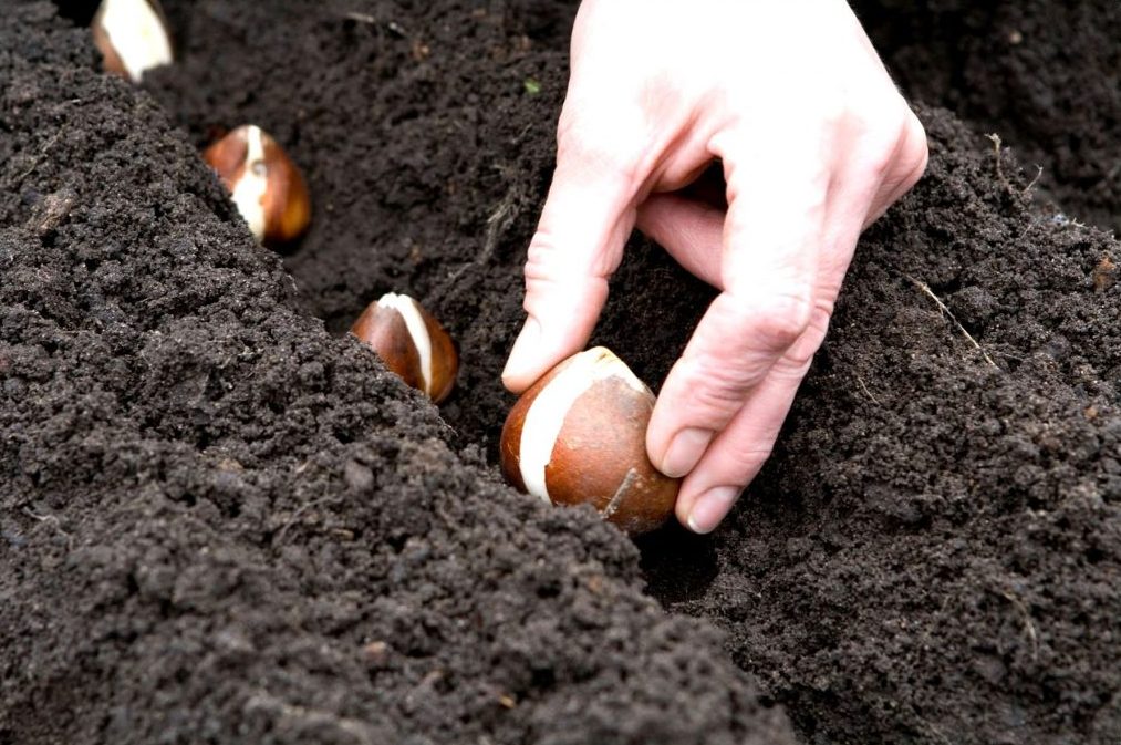 Традиционный вариант посадки