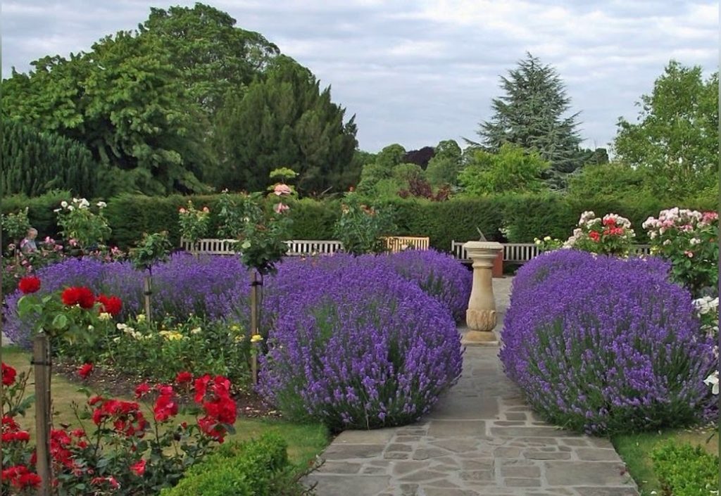 Лаванда в ландшафтном дизайне: наиболее распространенные образы оформления на даче | (50+ Фото & Видео) +Отзывы Лаванда в ландшафтном дизайне: наиболее распространенные образы оформления на даче | (50+ Фото & Видео) +Отзывы