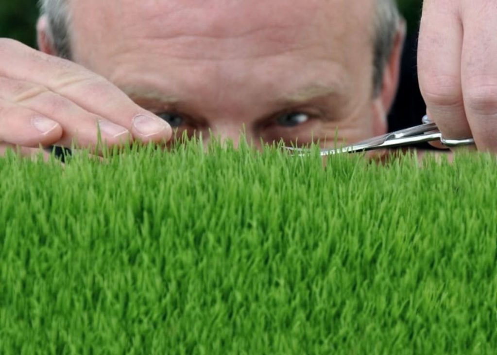 Проводить стрижку газона нужно регулярно, чтобы не травмировать растения