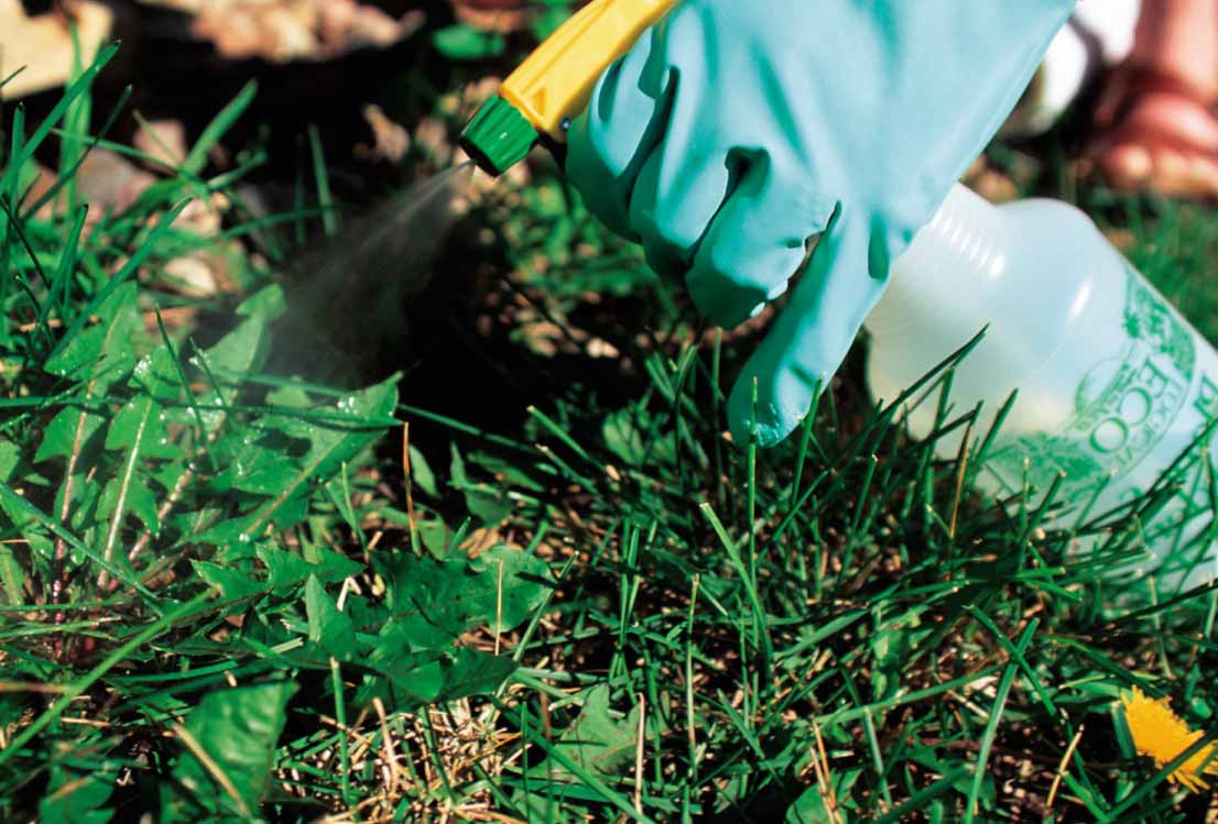 Обработка уксусом помогает избавиться от назойливого растения