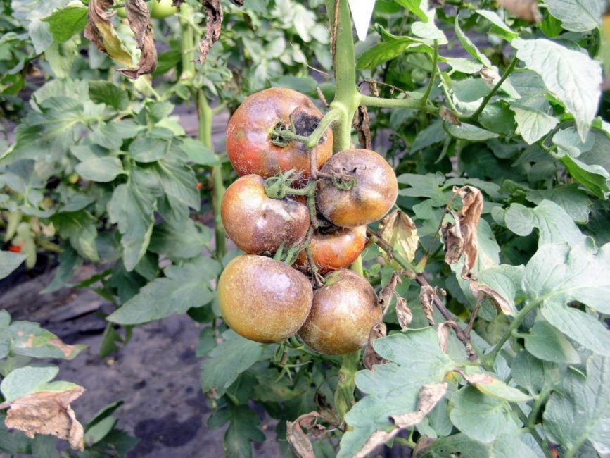 Фитофтороз ампельных томатов