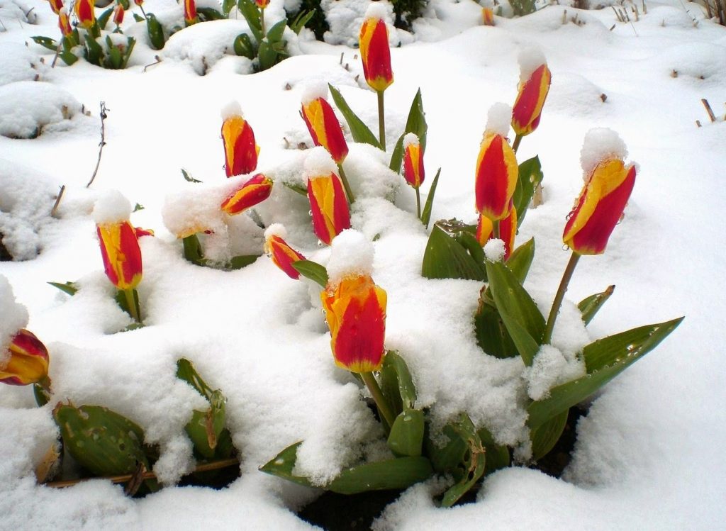 Вовремя посаженные растения цветут в установленные сроки. Время цветения зависит от сорта