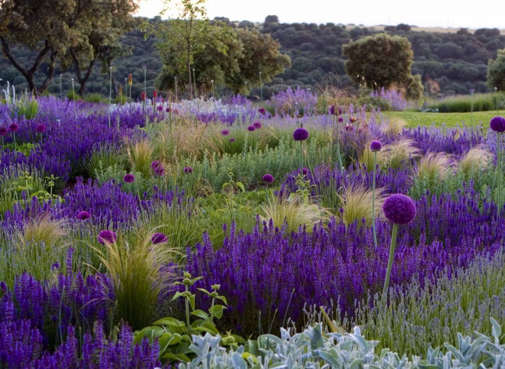 Лаванда в ландшафтном дизайне: наиболее распространенные образы оформления на даче | (50+ Фото & Видео) +Отзывы Лаванда в ландшафтном дизайне: наиболее распространенные образы оформления на даче | (50+ Фото & Видео) +Отзывы