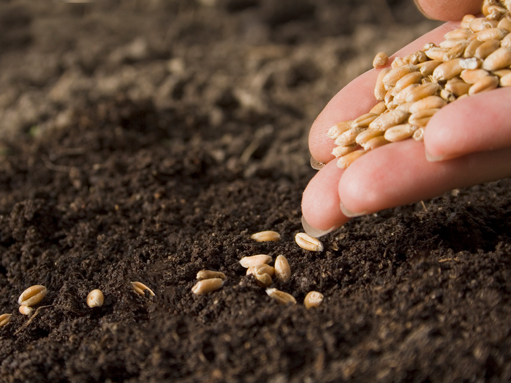 Количество семян злаков высевают из расчета на кв. м.