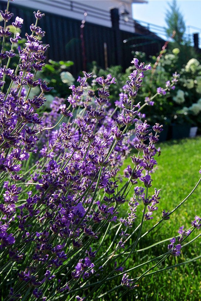 Лаванда в ландшафтном дизайне: наиболее распространенные образы оформления на даче | (50+ Фото & Видео) +Отзывы Лаванда в ландшафтном дизайне: наиболее распространенные образы оформления на даче | (50+ Фото & Видео) +Отзывы