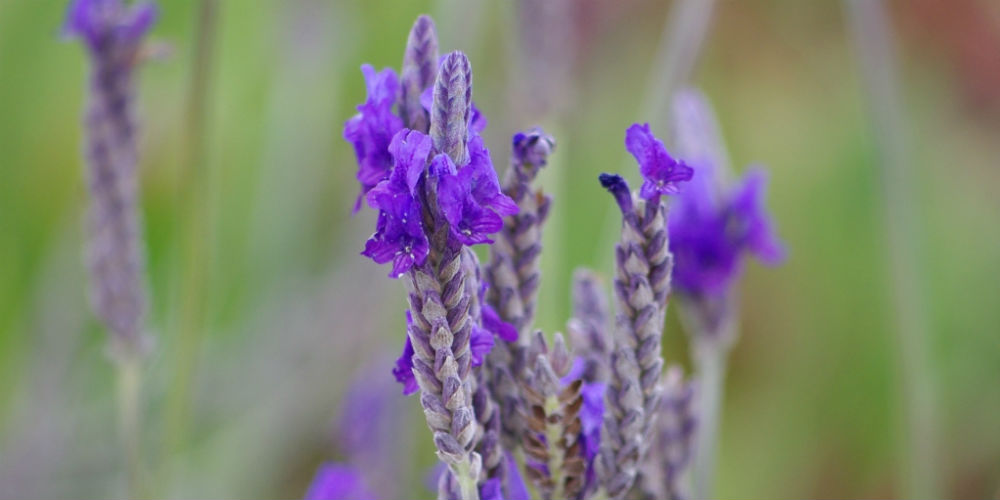 Многонадрезная лаванда