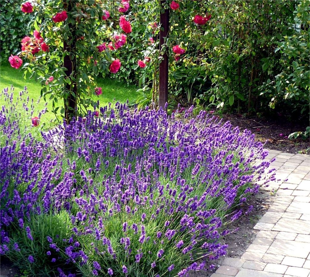 Лаванда в ландшафтном дизайне: наиболее распространенные образы оформления на даче | (50+ Фото & Видео) +Отзывы Лаванда в ландшафтном дизайне: наиболее распространенные образы оформления на даче | (50+ Фото & Видео) +Отзывы