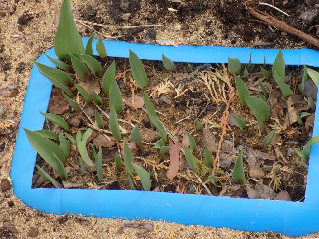 Один из вариантов - посадка тюльпанов в пластиковые емкости