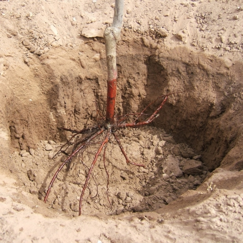 Расположение саженца яблони в яме при посадке