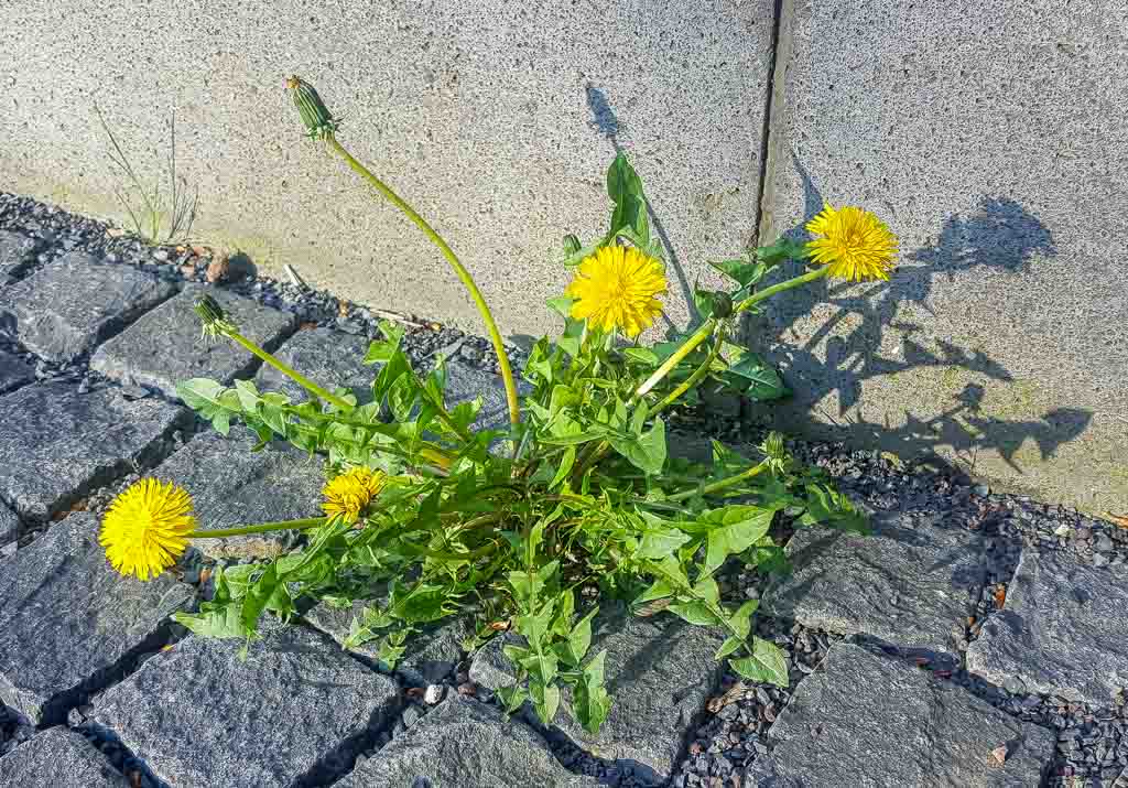 Растение-космополит непритязательно к условиям произрастания