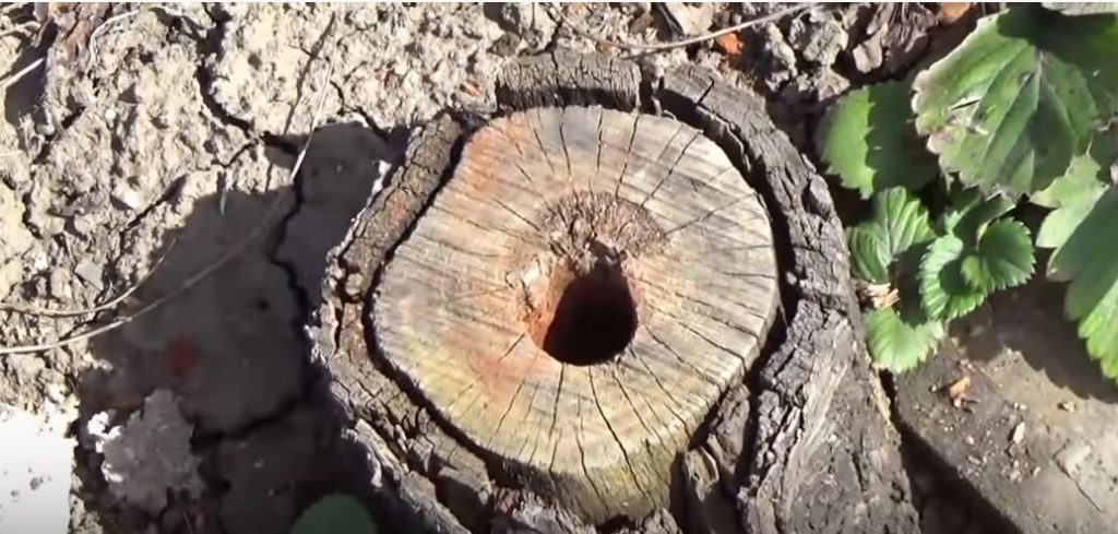 По истечении указанного срока, получаем безжизненный пень