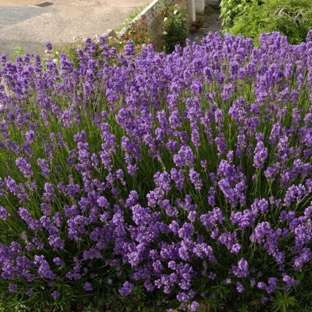 Лаванда в ландшафтном дизайне: наиболее распространенные образы оформления на даче | (50+ Фото & Видео) +Отзывы Лаванда в ландшафтном дизайне: наиболее распространенные образы оформления на даче | (50+ Фото & Видео) +Отзывы