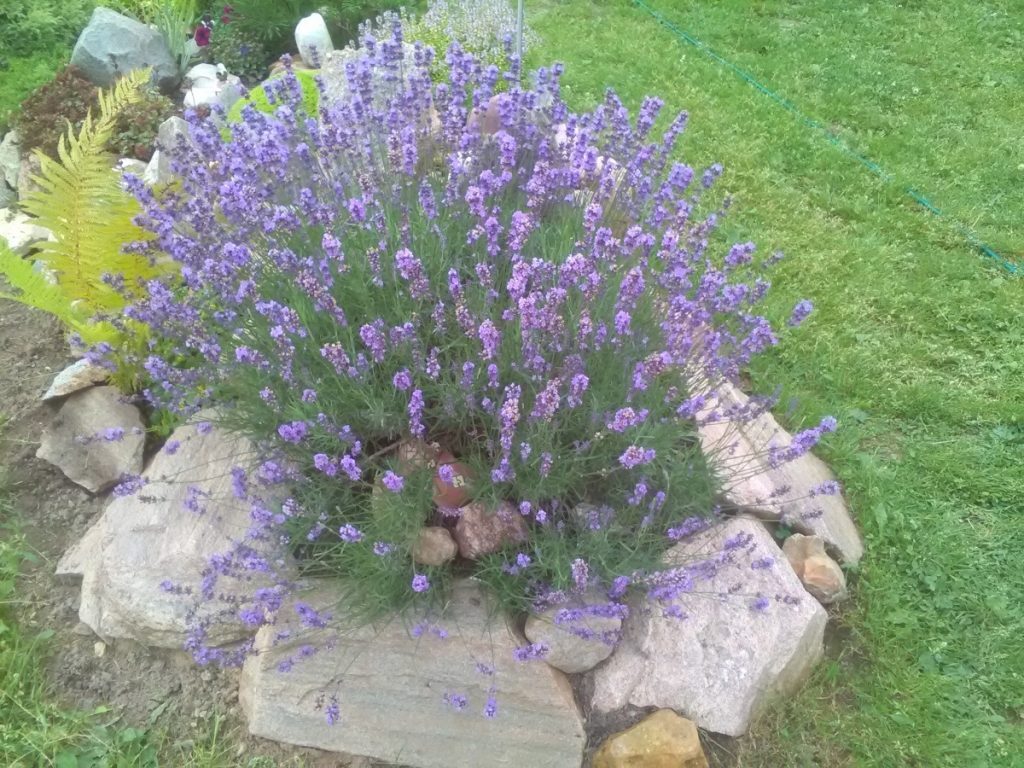 Лаванда в ландшафтном дизайне: наиболее распространенные образы оформления на даче | (50+ Фото & Видео) +Отзывы Лаванда в ландшафтном дизайне: наиболее распространенные образы оформления на даче | (50+ Фото & Видео) +Отзывы