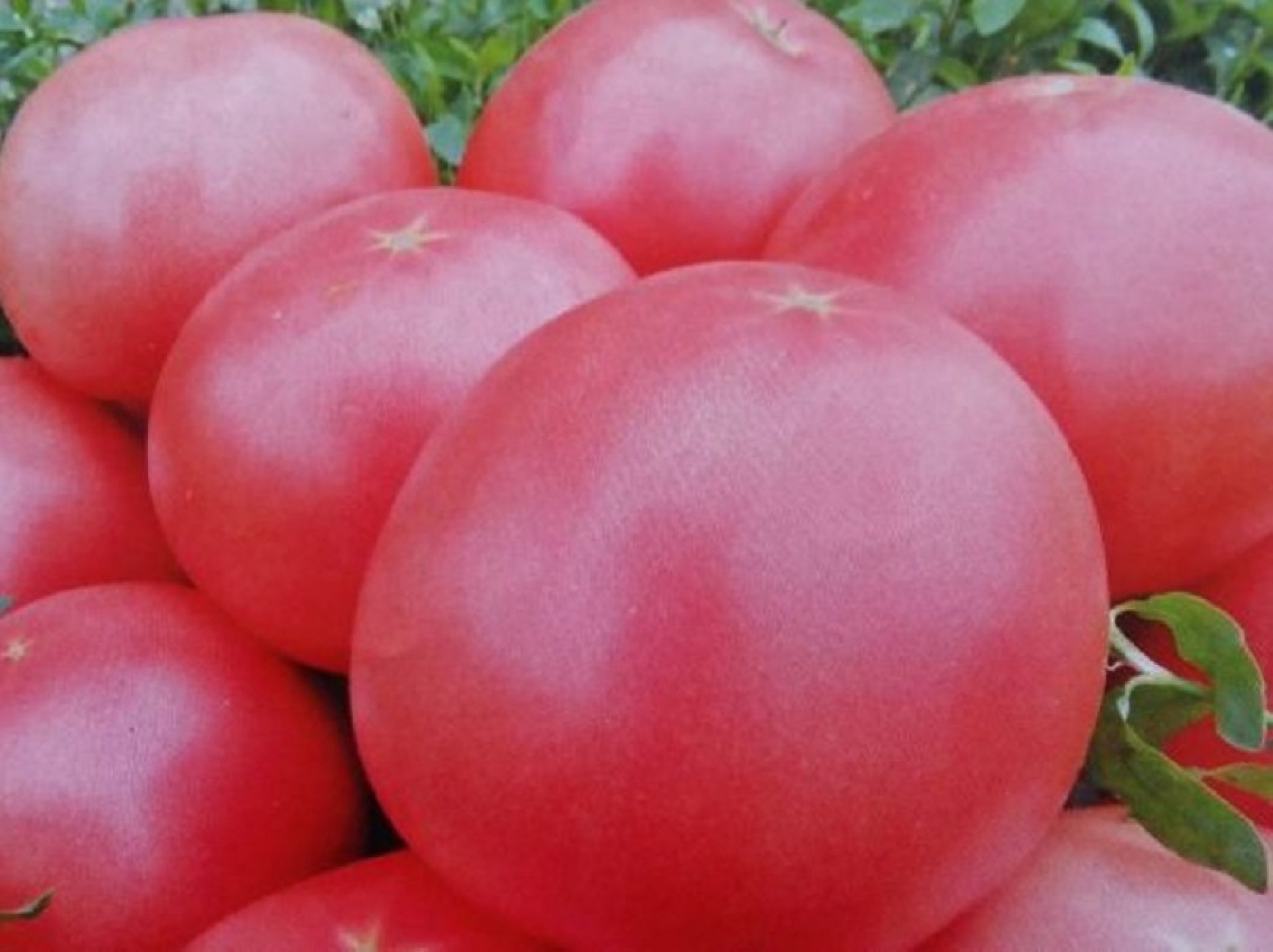 Розовые ранние помидоры