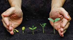 Сенная палочка: использование для сада и огорода, как вырастить. Значение для человека | (Фото & Видео) +Отзывы