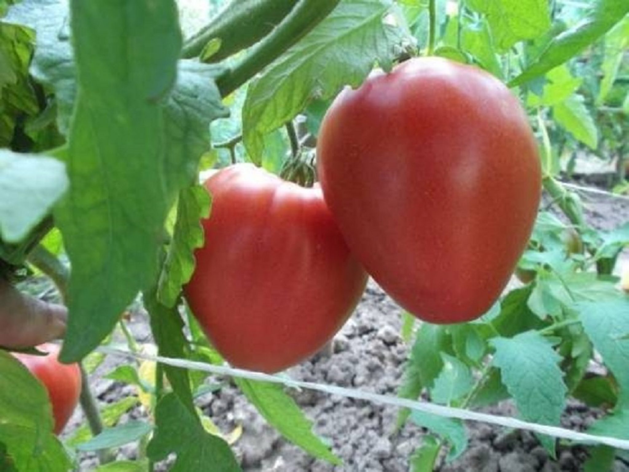 Сорт помидоров батяня с фото и описанием