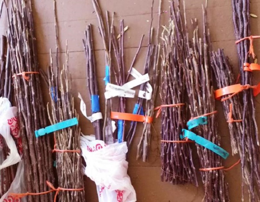 Бирки на черенках помогут не запутаться с видом и сортом растения