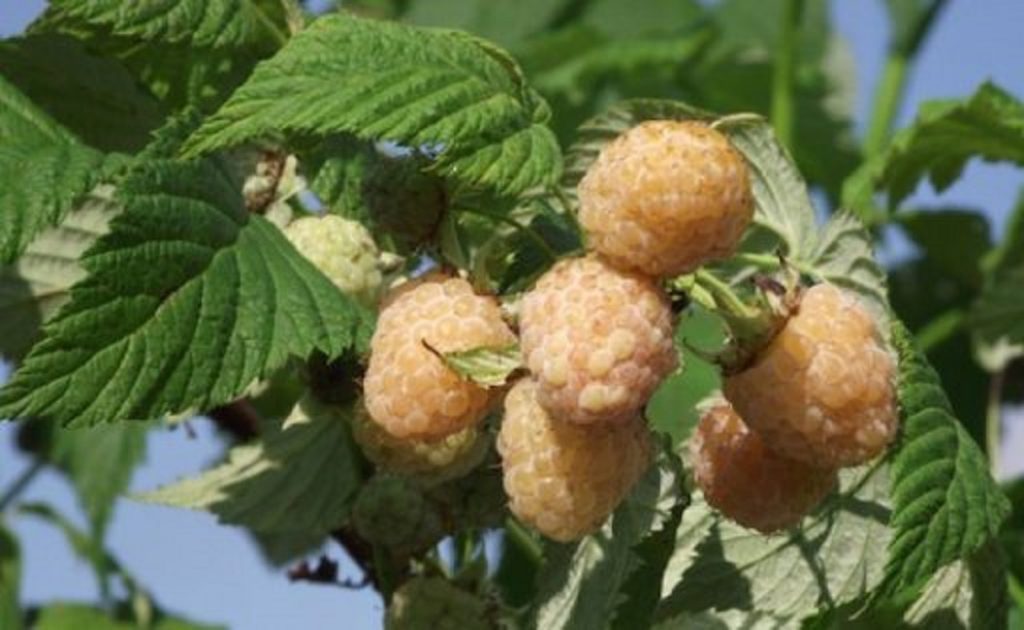 Челябинская желтая