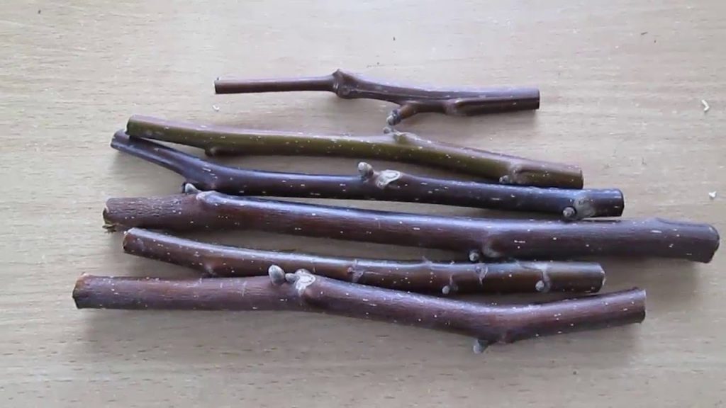 Черенки для прививки