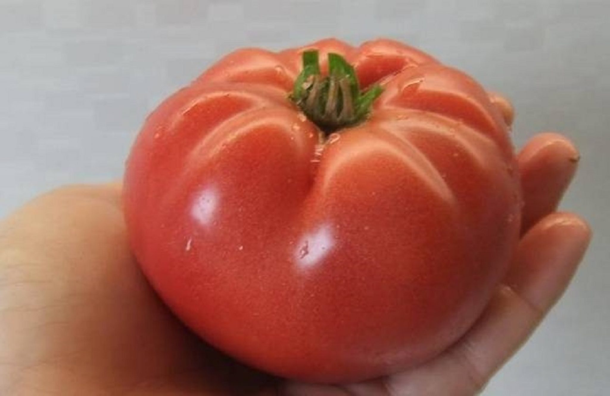 Минусинские сорта томатов