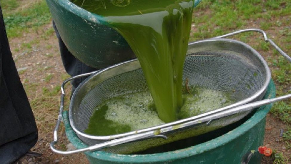 Фильтрация настоя, полученного из крапивы, при помощи мелкого сита