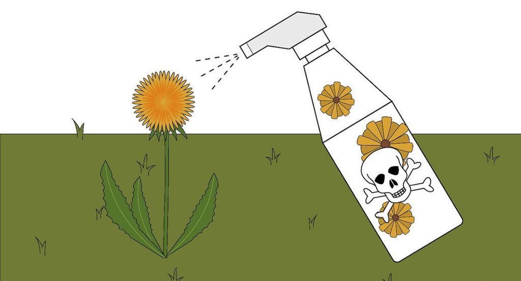 Гербециды также применяют от одуванчиков