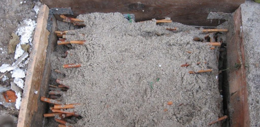 Хранение черенков в субстрате в условиях погреба