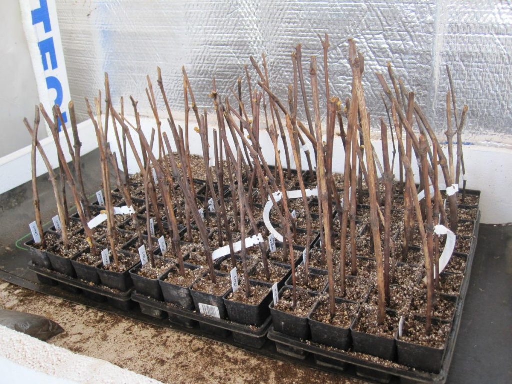 Хранение черенков