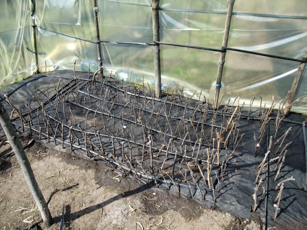 Хранение черенков