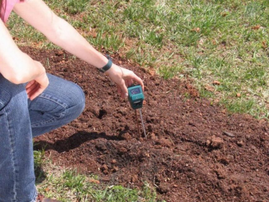 Кислотность почвы — как определить