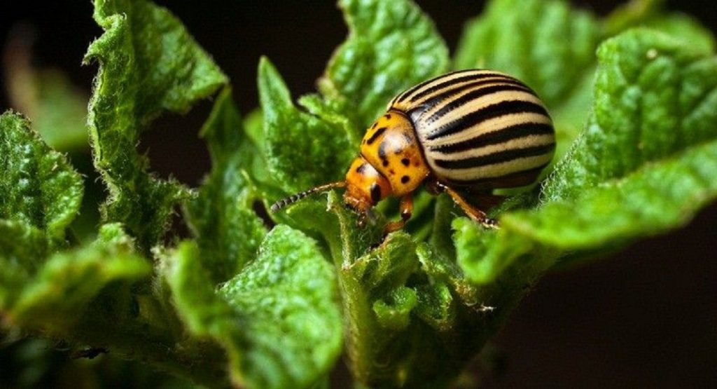 Колорадский жук – основной вредитель паслёновых культур