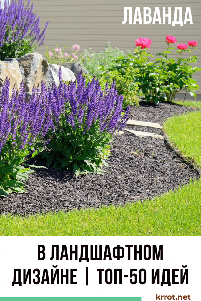Лаванда в ландшафтном дизайне