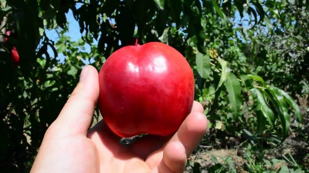 насытит суставы необходимыми микроэлементами