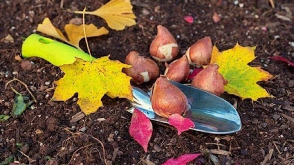 Нужно посадить здоровые и крупные луковицы, чтобы получить роскошные цветы